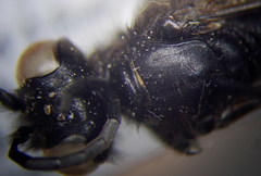 Sphex atropilosus