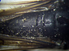 Sphex atropilosus