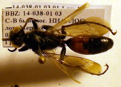 Sphex atropilosus