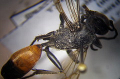 Sphex flavipennis