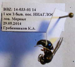 Stenodynerus punctifrons