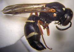 Stenodynerus punctifrons