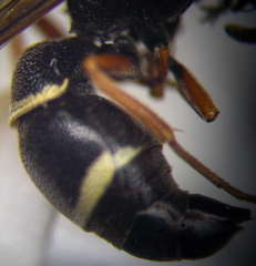 Stenodynerus punctifrons