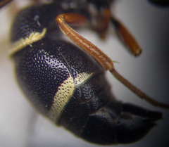 Stenodynerus punctifrons