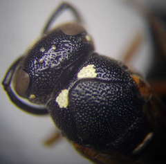 Stenodynerus punctifrons