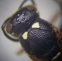 Stenodynerus punctifrons