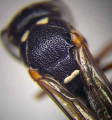 Stenodynerus punctifrons