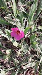 Modiolastrum gilliesii