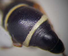 Stenodynerus punctifrons
