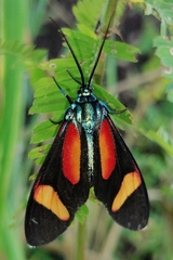 Cyanopepla submacula borealis
