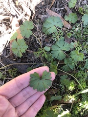 Geranium carolinianum carolinianum