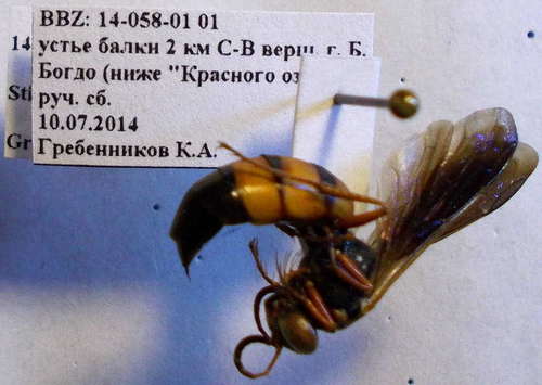 Stizoides crassicornis
