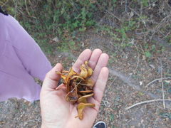 Chloroleucon tenuiflorum