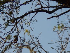 Chloroleucon tenuiflorum