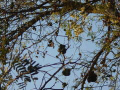 Chloroleucon tenuiflorum