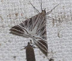 Phrataria replicataria