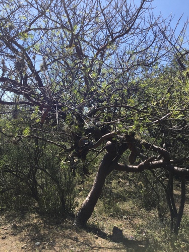 Bursera galeottiana
