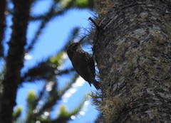 Lepidocolaptes falcinellus