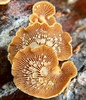 Higher Basidiomycetes - Photo (c) Meg Madden, some rights reserved (CC BY-NC), uploaded by Meg Madden