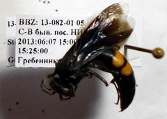Stizoides tridentatus