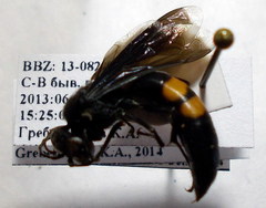 Stizoides tridentatus