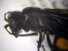 Stizoides tridentatus