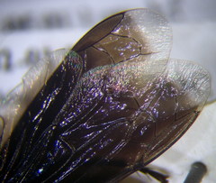 Stizoides tridentatus