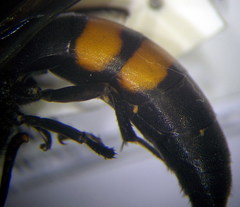 Stizoides tridentatus