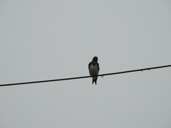 Progne chalybea