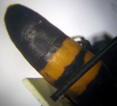 Stizoides tridentatus