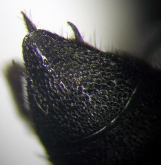 Stizoides tridentatus