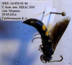 Stizoides tridentatus