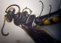 Stizoides tridentatus