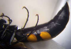 Stizoides tridentatus