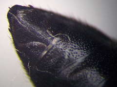 Stizoides tridentatus