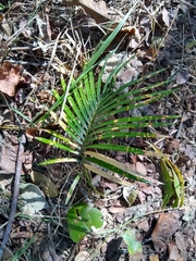 Cycas revoluta