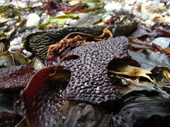 Chondracanthus