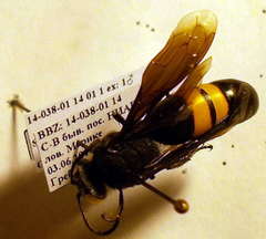 Stizoides tridentatus