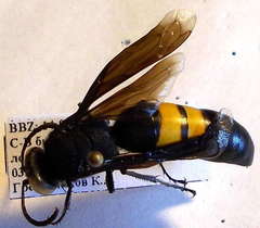 Stizoides tridentatus