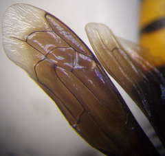 Stizoides tridentatus