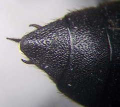 Stizoides tridentatus