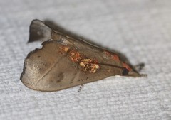 Styphlolepis hypermegas