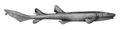 Short-Tail Nurse Shark photo 5