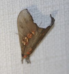 Styphlolepis hypermegas