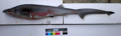Bigeye Sixgill Shark photo 3