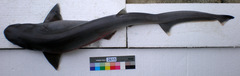 Bigeye Sixgill Shark photo 4