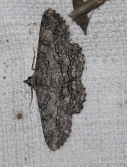 Styphlolepis hypermegas