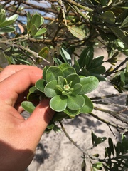 Callistachys lanceolata