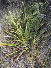 Dianella haematica