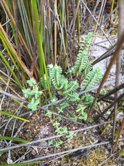 Pimelea orthia